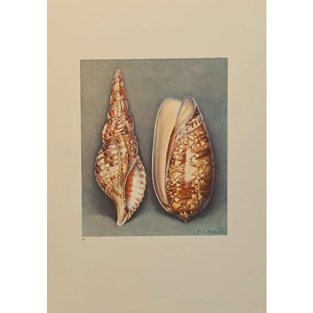 Printmaking Materials 1935 Rare Set of 3 French Lithographs- Sea Shells For Sale - Image 7 of 7