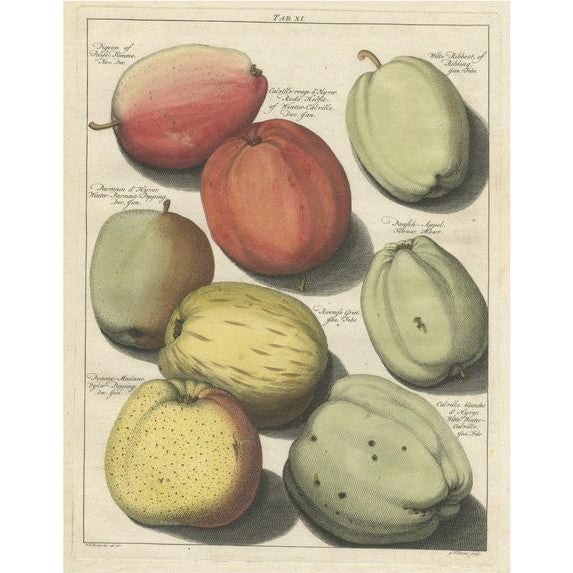 Johann Hermann Knoop, Apples, 1758, Paper For Sale - Image 6 of 6