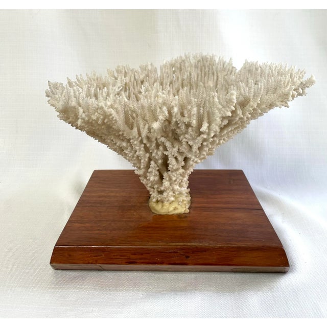 Coastal Vintage White Table Coral Specimen For Sale - Image 3 of 12