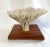 Coastal Vintage White Table Coral Specimen For Sale - Image 3 of 12