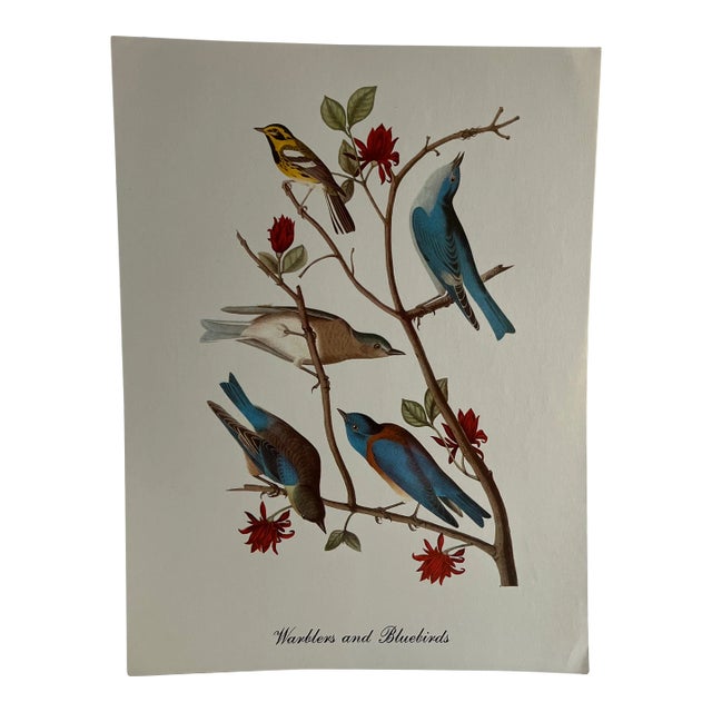 1960s After Audubon Warblers and Bluebirds Print For Sale