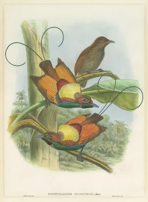 Gould, Hunsteins Bird of Paradise, 1850, Paper