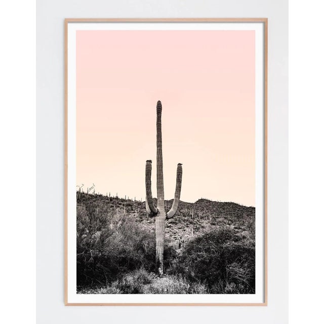 From the magical landscape of the Sonoran Desert, the giant Saguaro cactus dots the rugged landscape. This shot from the...