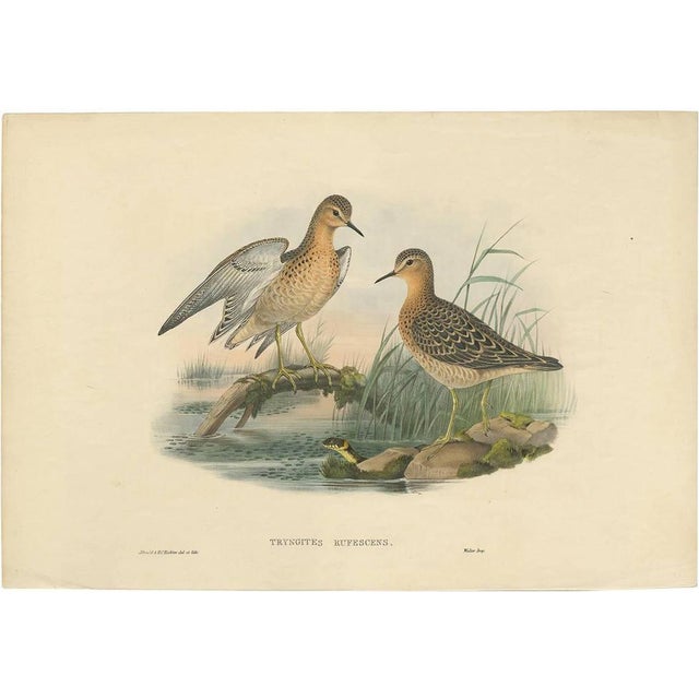 J. Gould, Bird Illustration of the Buff-Breasted Sandpipe, 1870, Print For Sale - Image 5 of 5