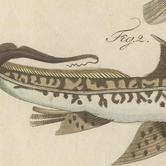 Bertuch, Lionfish, Chimaera, Scorpionfish and Boxfish, 1805, Print For Sale - Image 9 of 12