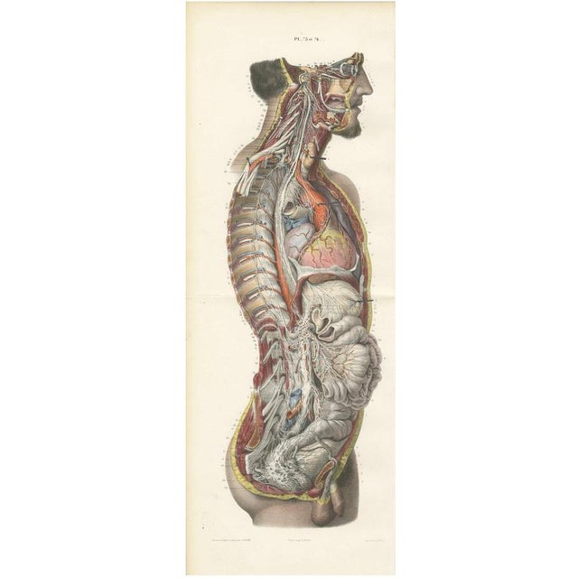 Hirschfeld and Leveille, the Nervous System of the Whole Body, Hirschfeld Double Folding Plate, 1866, Paper For Sale - Image 12 of 12