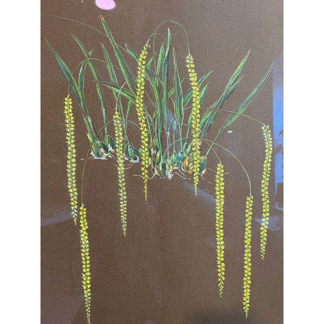 Original Botanical Pastel - Framed- Unsigned -Large For Sale - Image 10 of 13