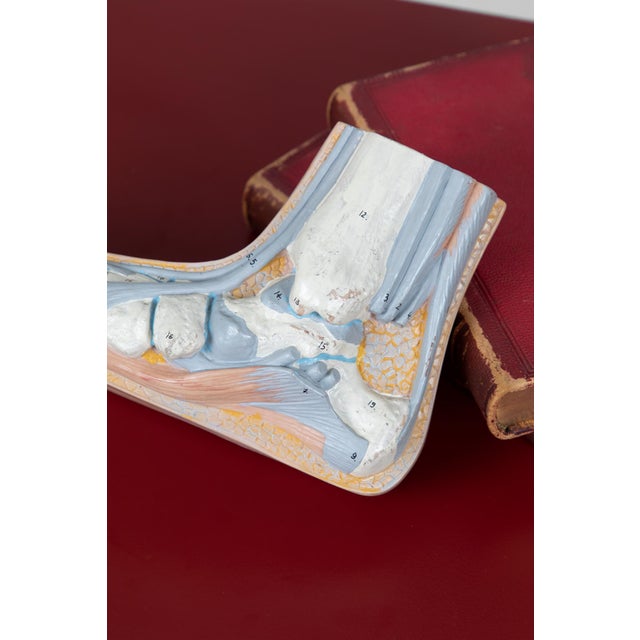 Vintage Anatomical Foot Model For Sale - Image 4 of 8