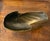"Hari brass nautilus shell" refers to a type of vintage solid brass nautilus shell sculpture or planter, often used as...