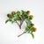 Realism Pear Picks 9.5" St/4 For Sale - Image 3 of 7