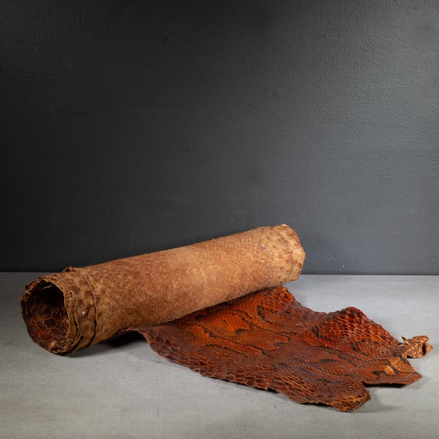 Vintage Taxidermy Python Skin C.1940-1970 | Chairish