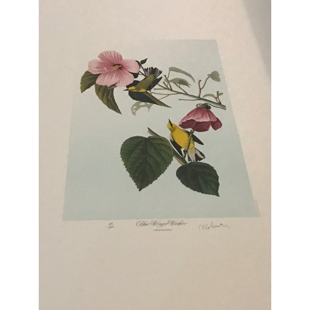 John James Audubon's 'Birds of America'- M. Bernard Loates Edition (Set of Prints) For Sale - Image 9 of 13