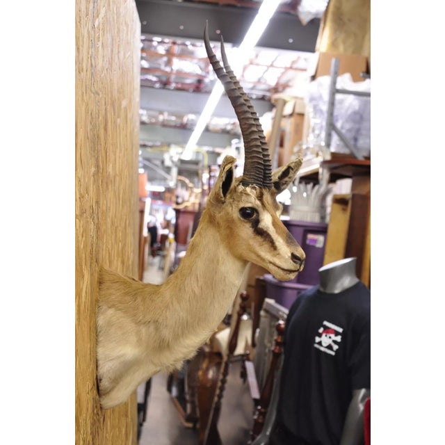 Rustic Vintage African Antelope Grant's Gazelle Horn Shoulder Mount Wall Taxidermy For Sale - Image 3 of 12