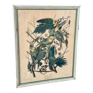 Framed Audubon Carolina Parrot Reproduction in Antique Painted Frame For Sale