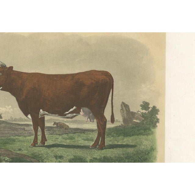 19th Century Unknown, Flemish Cow, 1873, Paper For Sale - Image 5 of 12