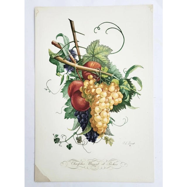 Sculpture Materials Vintage French Portfolio Set of 14 Etching Plates Botanical Floral Engravings - Paris For Sale - Image 7 of 12