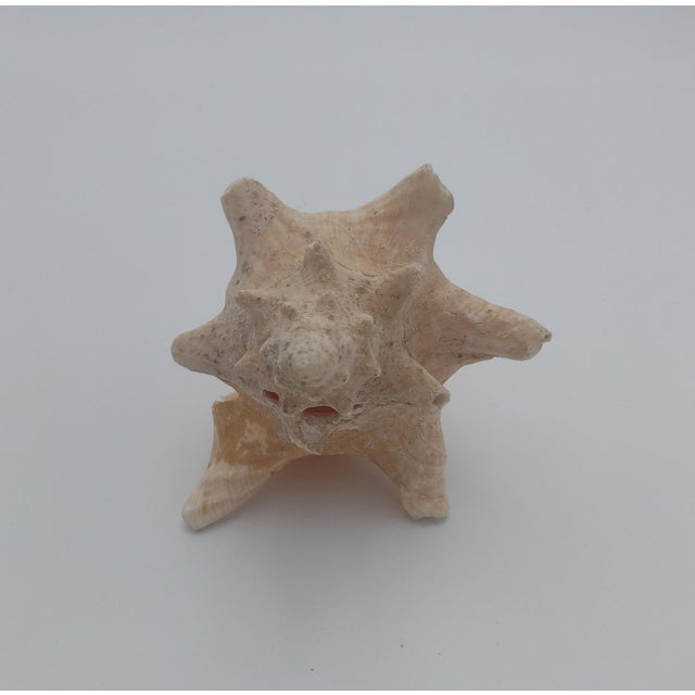 Contemporary Vintage Queen Conch or Knobbed Triton Shell, Coastal Accent For Sale - Image 3 of 7