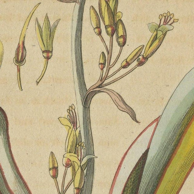 Bertuch, New Zealand Flax with Flower Details, 1815, Print For Sale - Image 6 of 12