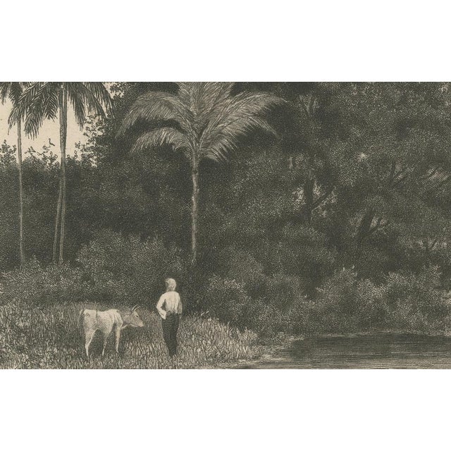 Van Kesteren, Print of Koebang Tree with Kalongs, 1887, Paper For Sale - Image 4 of 10