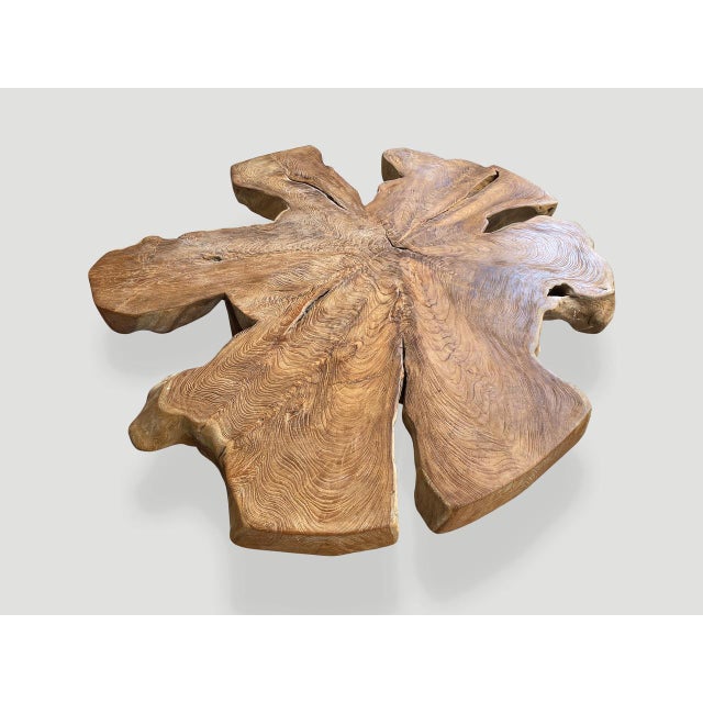 Andrianna Shamaris Organic Teak Wood Root Coffee Table For Sale - Image 9 of 18