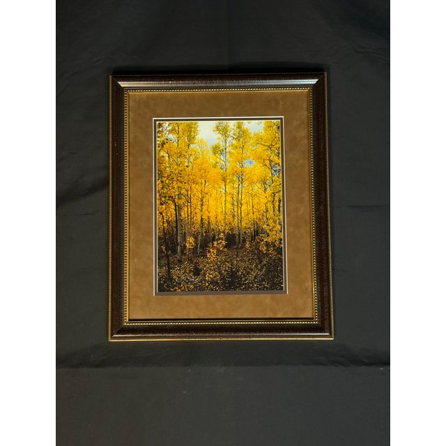 Yellow Framed Autumn Forest Print With Yellow Trees For Sale - Image 8 of 9