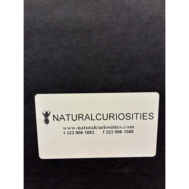 Natural Curiosities “St. Germain Pear-Tree” Oversized Botanical Print, For Sale - Image 10 of 10