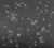 English Adam Fuss Untitled (Starry Sky), 1997 For Sale - Image 3 of 8