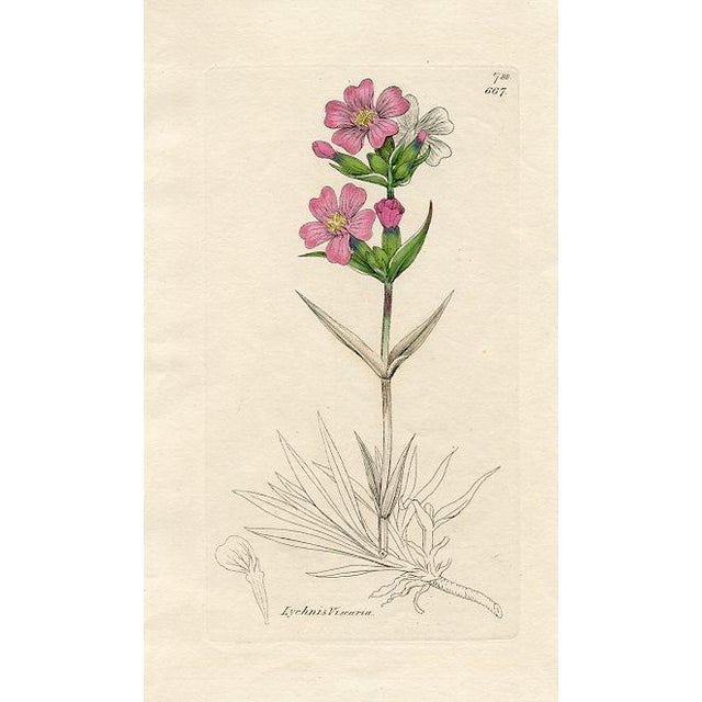 Original hand-colored botanical print from an early edition of “English Botany”, the monumental work by James Sowerby that...