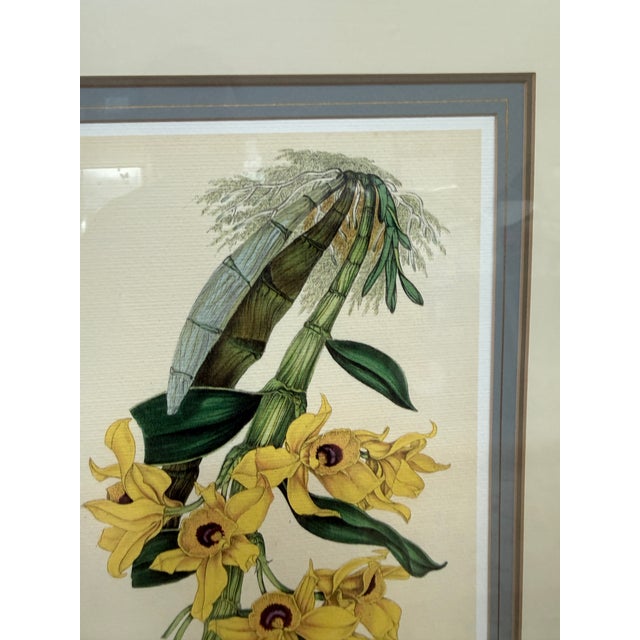 Louis Van Houtte's Orchid Botanical Print, Framed For Sale - Image 10 of 12