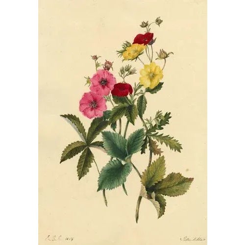 E.B.R., Cinquefoils (Potentilla) Flower, 1834, Watercolour For Sale - Image 4 of 4