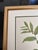 1970s Original Vintage Botanical Prints Framed -Set of 9- 1975 Wild Flower Prints For Sale - Image 5 of 6