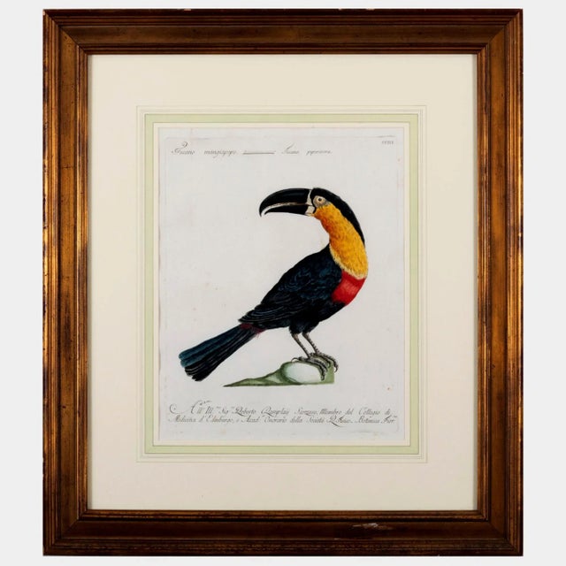 Antique Bird Engraving of a Tucano Mangiapepe by Saverio Manetti For Sale In Philadelphia - Image 6 of 7