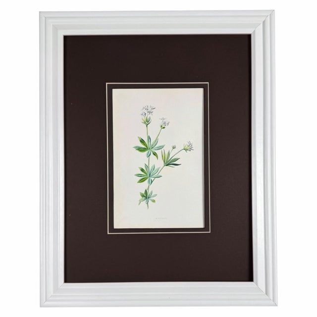 Antique Botanical Print Gallery | Set of 8 F. Edward Hulme Chromolithographs, Framed For Sale In Columbus - Image 6 of 12