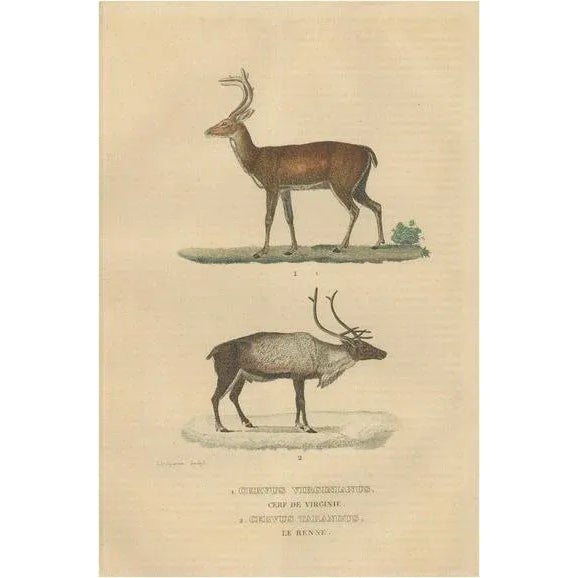 The White-Tailed Deer and the Reindeer, 1845, Paper For Sale - Image 6 of 6