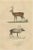 The White-Tailed Deer and the Reindeer, 1845, Paper For Sale - Image 6 of 6
