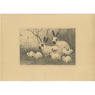 Henri Verstijnen, English Spot Rabbits Wildlife, 1925, Lithograph For Sale