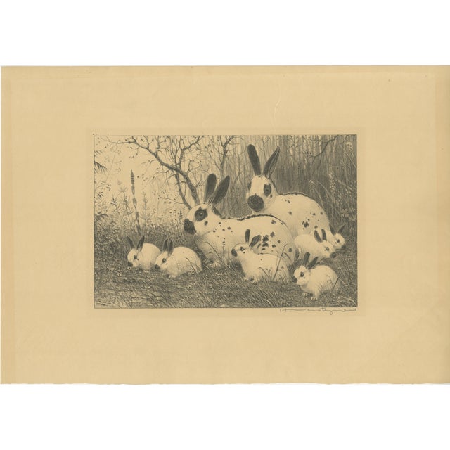 Henri Verstijnen, English Spot Rabbits Wildlife, 1925, Lithograph For Sale