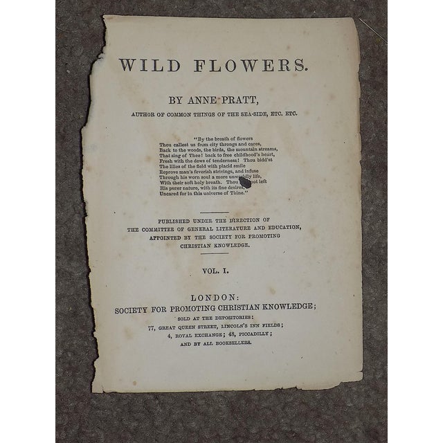 Green Antique 19th Century Anne Pratt Botanical Chromolithographs - Set of 12 For Sale - Image 8 of 10