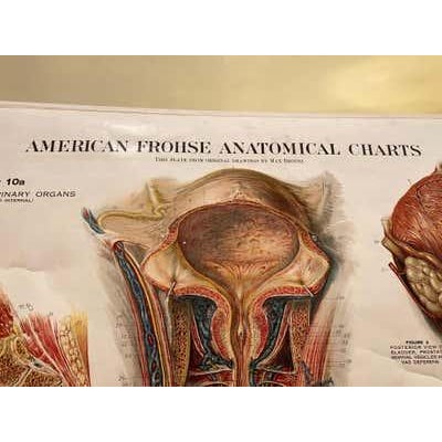 Red Genito-Urinary Anatomical Chart, Paper on Canvas, 1922 For Sale - Image 8 of 16