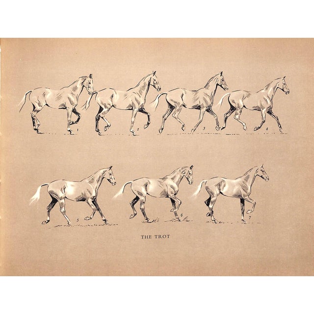 White "The Horse in Action" 1954 Wynmalen, Henry For Sale - Image 8 of 9