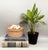 A round woven natural-fiber basket box with a removable lid decorated with a cluster of real seashells. The shells feature...