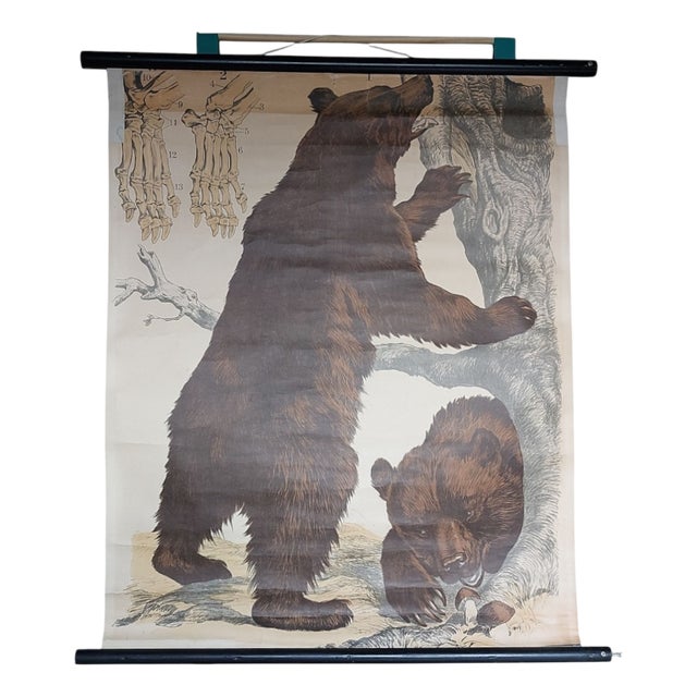 School Poster with Bears from JF Schreiber München, 1920s-1940s For Sale