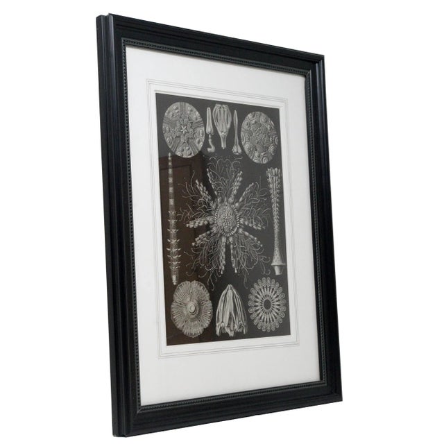 Mid-Century Modern Shells - Mid Century Modern Contemporary Black and White Lithograph, Framed For Sale - Image 3 of 6
