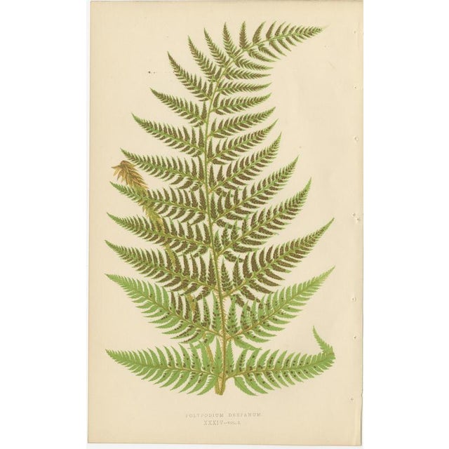 Blue Edward J. Lowe, Ferns, 1856, Lithographs, Set of 10 For Sale - Image 8 of 14