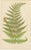 Blue Edward J. Lowe, Ferns, 1856, Lithographs, Set of 10 For Sale - Image 8 of 14
