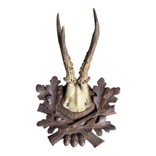 Roe Deer Trophy 237 Black Forest Antlers For Sale