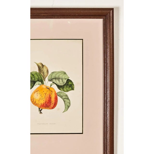 Print From Botanical Study of Fruits and Nuts by Duhamel Du Monceau, Early 19th Century For Sale - Image 4 of 5