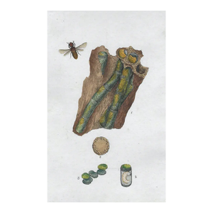 Antique Insect English Engraving