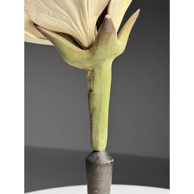 Cream German Botanical Floral Model, 1900 For Sale - Image 8 of 18