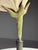 Cream German Botanical Floral Model, 1900 For Sale - Image 8 of 18